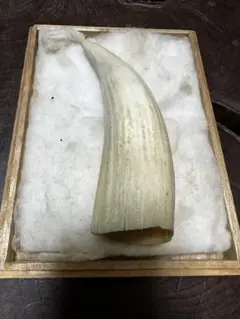 マッコウクジラ 歯