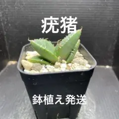 k*3様 オークション【鉢ごと発送】ぶつぶつ　バンド幅大　アガベ　疣猪TC 上澳 k*3様 オークション【鉢ごと発送】ぶつぶつ バンド幅大 アガベ