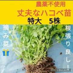 丈夫なハコベ苗♥️大5株
