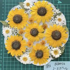 向日葵の押し花セット