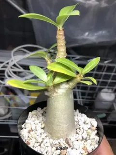 アデニウム アラビカム 塊根植物 購入前コメントください。