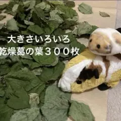 Item thumbnail for item eb4a0f25-7420-40f6-93f8-c63995d6a5dc