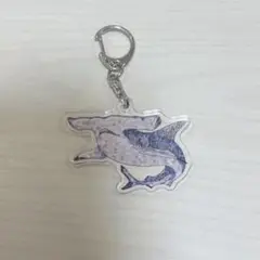 四国水族館限定 平面水族館シュモクザメ