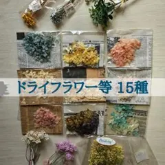 ドライフラワー等15種