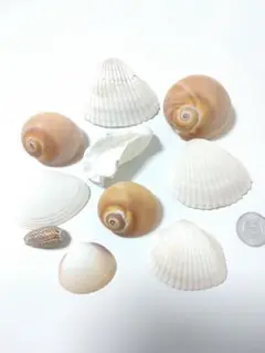 貝殻セット 白 インテリア ハンドメイド 夏休み工作 f 天然素材 標本