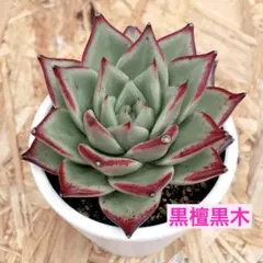 ☆*)様 黑檀 エボニー R734×128苗 土付き エケベリア 多肉植物 詰め 2025年最新】黒檀エボニー 多肉の人気アイテム - メルカリ