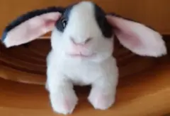ウサギ ぬいぐるみ