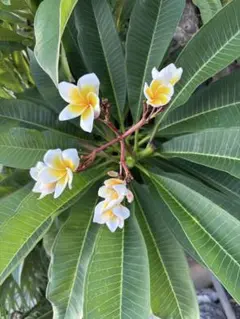 Item thumbnail for item 5ff79347-74fb-4849-bd0a-73b27cba32b2