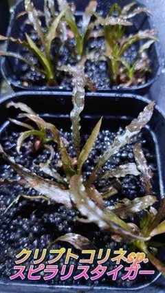 クリプトコリネ スピラリスタイガー 半水中葉~ 3株