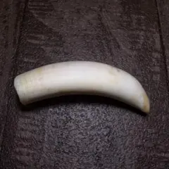 マッコウクジラ 歯 牙 鯨 Ｃ