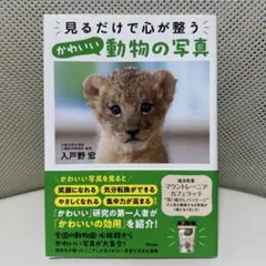 見るだけで心が整うかわいい動物の写真