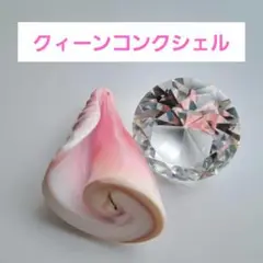 クィーンコンクシェル 貝殻 カリブの宝石 夫婦円満 風水 置物