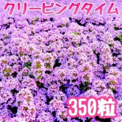 【まきどき到来!】クリーピングタイム☆ワイルドタイム 種 350粒以上!