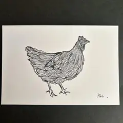 ボールペン画　ニワトリ