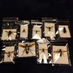 ハチ仲間9種完品セット