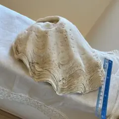 白い貝殻 インテリア小物 自然な形状