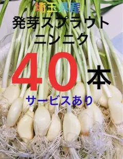 国産埼玉県産にんにくニンニクスプラウト40本サービスあり