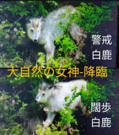 白鹿の写真 フォトフレーム付き〜SD-Micro仕様