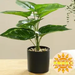 Item thumbnail for item 4d3843bc-190b-41a7-a861-d435789223f1