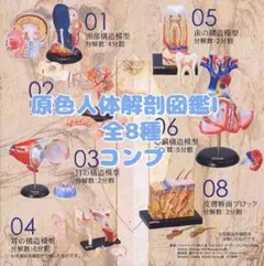 【コレいい値！】原色人体解剖図鑑Ⅱ完全版 フルコンプリート〈全8種〉 原色人体解剖図鑑 完全版｜商品情報｜タカラトミーアーツ
