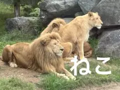 ロールシールおすそ分け‼️