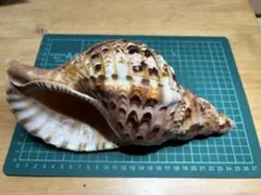 法螺貝の笛　ほら貝　貝殻　貝笛　笛　楽器　美品　綺麗　インテリア　置物 法螺貝の笛 ほら貝 貝殻 貝笛 笛 楽器 美品 綺麗 インテリア 置物