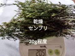 Item thumbnail for item 72403aa5-857b-41cc-8410-4a67c87ad08a