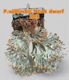 わもすんだ　特選ビカクシダ　willinckii Nook dwarf ビカクシダ P.willinckii Dwarf Nook sporeling - メルカリ