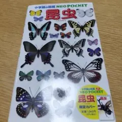 昆虫