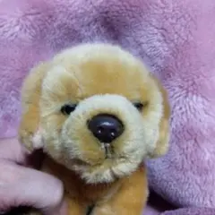 レガロ社 ゴールデンレトリーバーぬいぐるみ