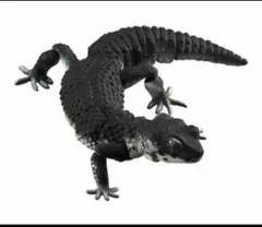 いきもの大図鑑ヒョウモントカゲモドキ ブラックナイト
