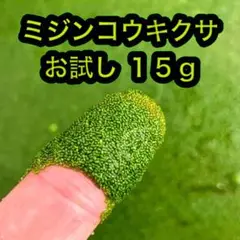 【お試し】15g ミジンコウキクサ 仁丹藻 浮草 水草01