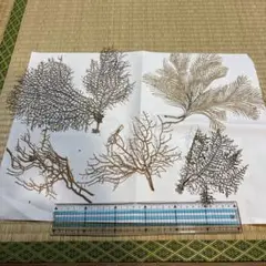 深海植物7-6