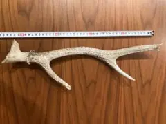 鹿の角 置物 全長40cm以上