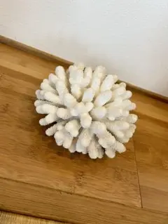 白珊瑚　天然物