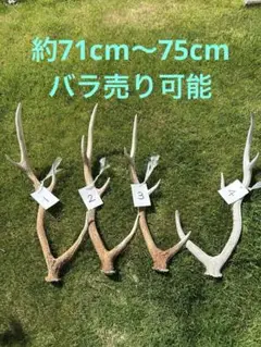 蝦夷鹿の角　鹿角　北海道産　4本セット