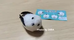 ことりくりっぷ シマエナガ　少し右上を仰ぎ見るシマエナガ　お顔厳選✨