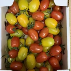アイコmix1.5kg