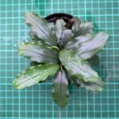 2025年最新】bucephalandra auroraの人気アイテム - メルカリ