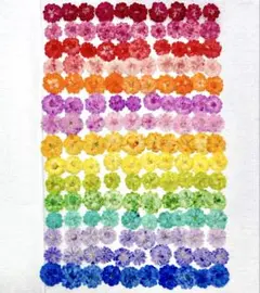 押し花素材、カラー八重のコデマリ。150枚。2。