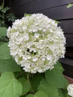 紫陽花アナベル挿し木苗