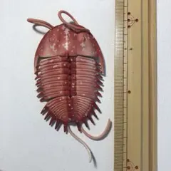 大むかしの海 古代海洋記 ガチャ 三葉中