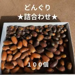 どんぐり 詰合わせ 100個 マテバシイ うばめがし アラカシ イチイガシ木の実