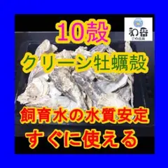 【水質安定】すぐ使える クリーン牡蠣殻(かきがら)10殻 PSBクロレラ好相性N
