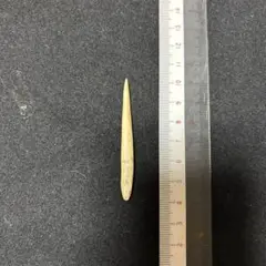 旧石器　有舌尖頭器　黒曜石　模写　サンプル　　199 ColBase