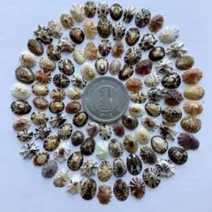No406 天然貝殻 小さなカサガイ セット