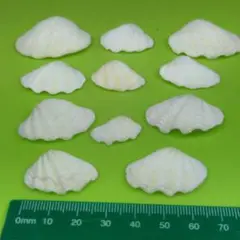 貝殻No715