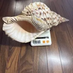 天然沖縄産法螺貝　特大法螺貝　全長37cm 重さ1.51kg