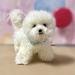ビションフリーゼ 羊毛フェルト 置物 ぬいぐるみ メモリアル ペットロス