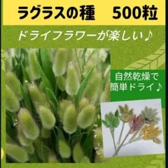 ラグラス ドライフラワー 花種 ♪ラグラス種 ドライフラワー 花の種 花種